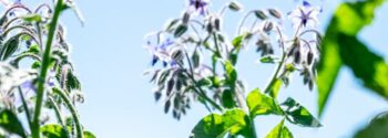 MeadowSow All Annuals
