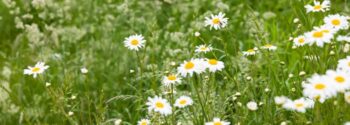 Meadowscape Pro Other Neutral Grassland