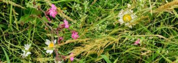 Wildflower Turf SuDS