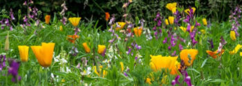 Wildflower Turf Bespoke