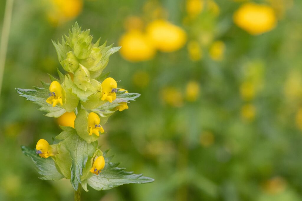 Enhance: Grass Crontrol - Yellow Rattle