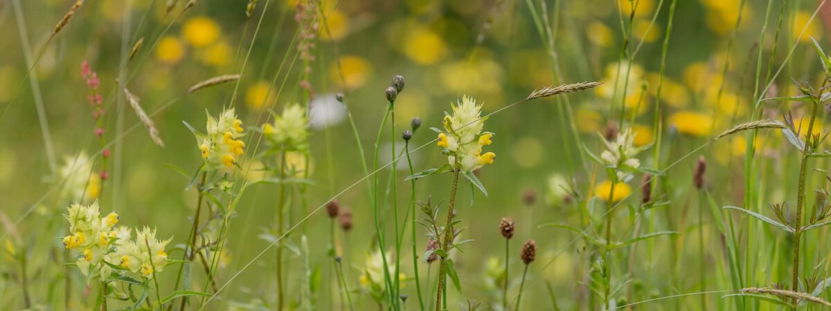 Enhance: Grass Control